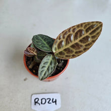 Load image into Gallery viewer, #RD24 Labisia Turtle Back