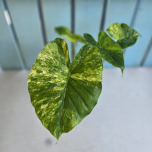 Load image into Gallery viewer, #RD1 Variegated Alocasia Gageana