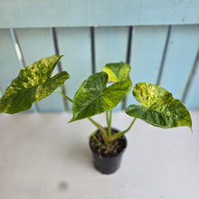 Load image into Gallery viewer, #RD1 Variegated Alocasia Gageana