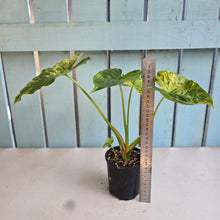 Load image into Gallery viewer, #RD1 Variegated Alocasia Gageana