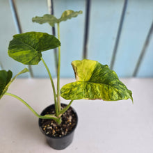 Load image into Gallery viewer, #RD1 Variegated Alocasia Gageana