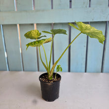 Load image into Gallery viewer, #RD1 Variegated Alocasia Gageana
