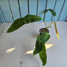 Load image into Gallery viewer, #D76 Philodendron Patriciae