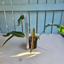 Load image into Gallery viewer, #D76 Philodendron Patriciae