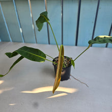 Load image into Gallery viewer, #D76 Philodendron Patriciae