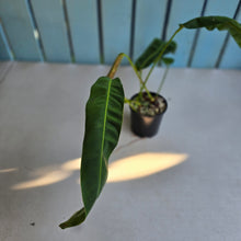 Load image into Gallery viewer, #D76 Philodendron Patriciae