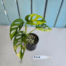 Load image into Gallery viewer, #RD18 Variegated Monstera Adansonii Aurea