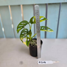 Load image into Gallery viewer, #RD18 Variegated Monstera Adansonii Aurea