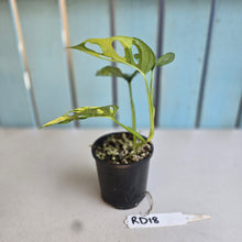 Load image into Gallery viewer, #RD18 Variegated Monstera Adansonii Aurea