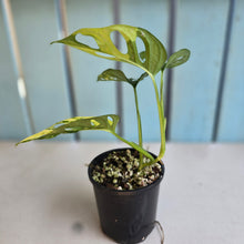 Load image into Gallery viewer, #RD18 Variegated Monstera Adansonii Aurea