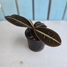 Load image into Gallery viewer, #RB4 Labisia Sp. Brown pink