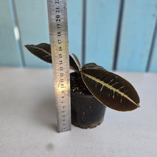 Load image into Gallery viewer, #RB4 Labisia Sp. Brown pink