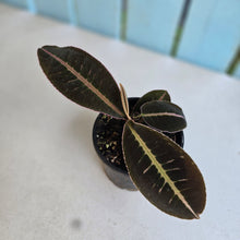 Load image into Gallery viewer, #RB4 Labisia Sp. Brown pink