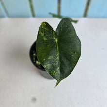 Load image into Gallery viewer, #R113 Alocasia Frydek Dorayaki Aurea - Round Form