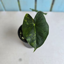 Load image into Gallery viewer, #R113 Alocasia Frydek Dorayaki Aurea - Round Form