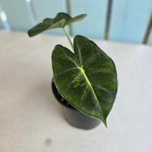 Load image into Gallery viewer, #R113 Alocasia Frydek Dorayaki Aurea - Round Form