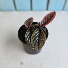 Load image into Gallery viewer, #R5 Two x Headed Labisia Sp.