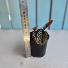 Load image into Gallery viewer, #R5 Two x Headed Labisia Sp.
