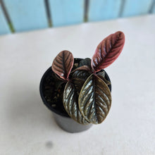 Load image into Gallery viewer, #R5 Two x Headed Labisia Sp.
