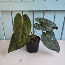 Load image into Gallery viewer, #RD45 Anthurium Luxurians x
