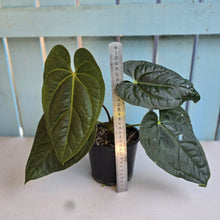 Load image into Gallery viewer, #RD45 Anthurium Luxurians x