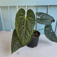 Load image into Gallery viewer, #RD45 Anthurium Luxurians x