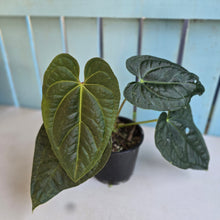 Load image into Gallery viewer, #RD45 Anthurium Luxurians x