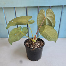 Load image into Gallery viewer, #RD45 Anthurium Luxurians x