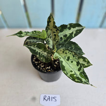 Load image into Gallery viewer, #RA15 Two x Aglaonema Pictum Tricolor