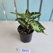 Load image into Gallery viewer, #RA15 Two x Aglaonema Pictum Tricolor