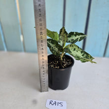 Load image into Gallery viewer, #RA15 Two x Aglaonema Pictum Tricolor