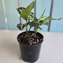 Load image into Gallery viewer, #RA15 Two x Aglaonema Pictum Tricolor