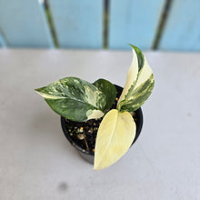 Load image into Gallery viewer, #R371 Variegated Monstera Lechleriana