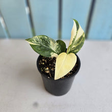 Load image into Gallery viewer, #R371 Variegated Monstera Lechleriana