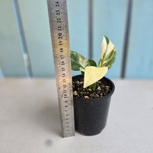 Load image into Gallery viewer, #R371 Variegated Monstera Lechleriana