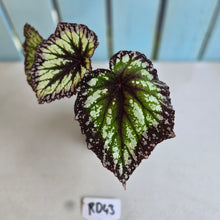 Load image into Gallery viewer, #RD43 Begonia Fireworks