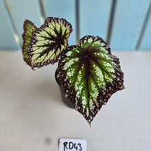 Load image into Gallery viewer, #RD43 Begonia Fireworks