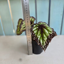 Load image into Gallery viewer, #RD43 Begonia Fireworks
