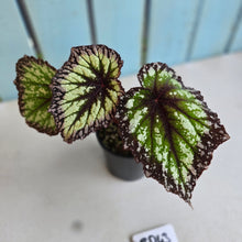 Load image into Gallery viewer, #RD43 Begonia Fireworks