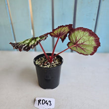 Load image into Gallery viewer, #RD43 Begonia Fireworks