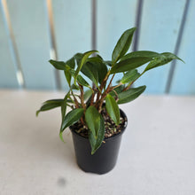 Load image into Gallery viewer, #R777 Anthurium Scandens