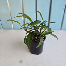 Load image into Gallery viewer, #R777 Anthurium Scandens