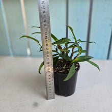 Load image into Gallery viewer, #R777 Anthurium Scandens