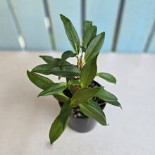 Load image into Gallery viewer, #R777 Anthurium Scandens