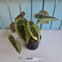 Load image into Gallery viewer, #RD50 Begonia Burkillii Silver