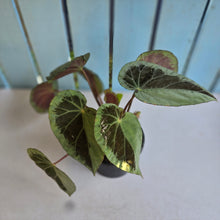 Load image into Gallery viewer, #RD50 Begonia Burkillii Silver