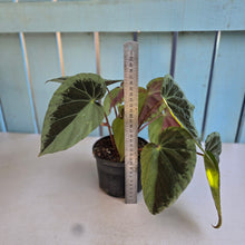 Load image into Gallery viewer, #RD50 Begonia Burkillii Silver