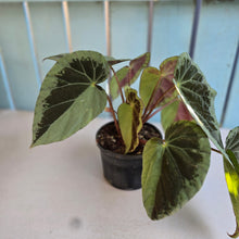 Load image into Gallery viewer, #RD50 Begonia Burkillii Silver