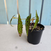 Load image into Gallery viewer, #RD3 Begonia Amphioxus