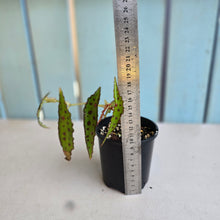 Load image into Gallery viewer, #RD3 Begonia Amphioxus